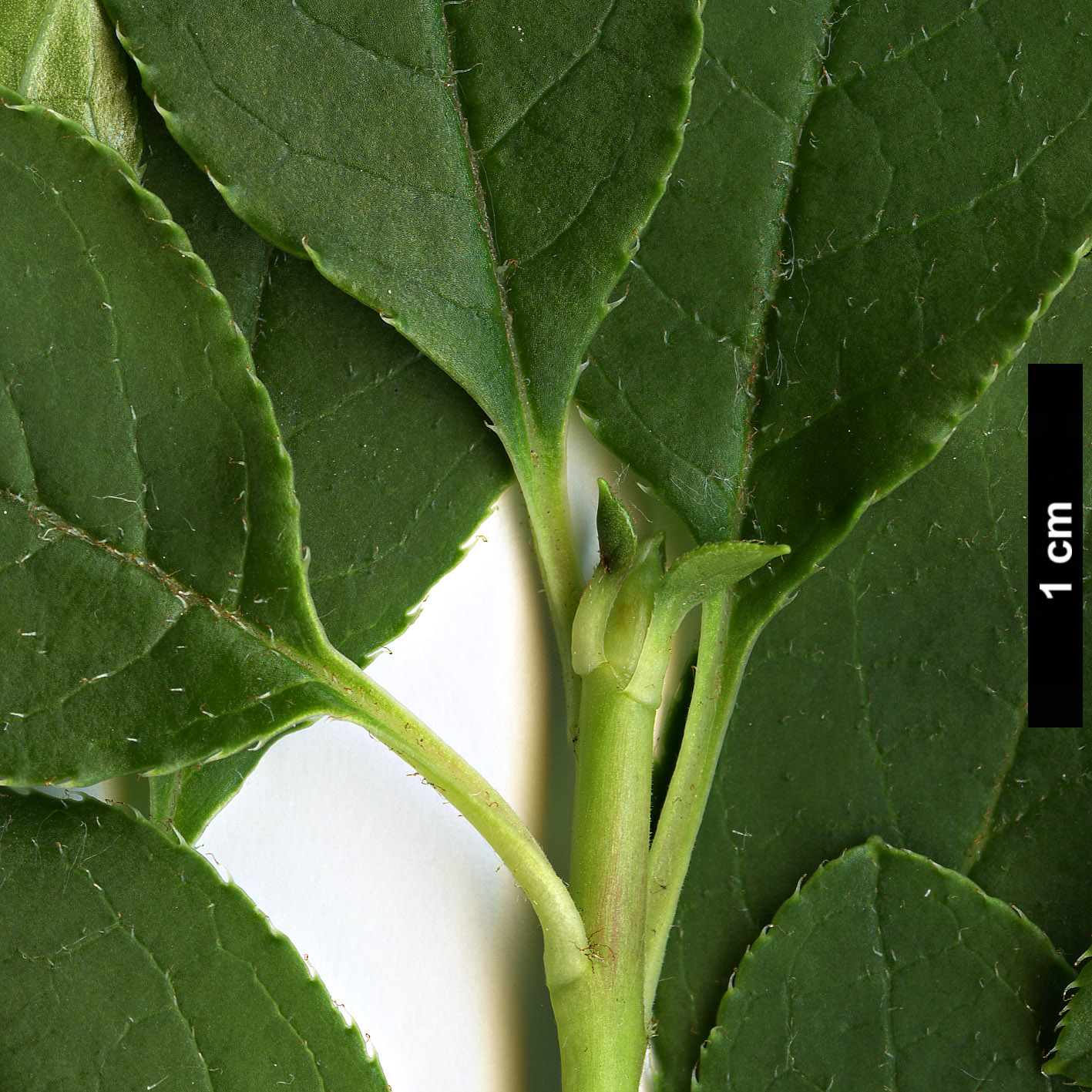 High resolution image: Family: Ericaceae - Genus: Enkianthus - Taxon: perulatus High resolution image: Family: Ericaceae - Genus: Enkianthus - Taxon: perulatus